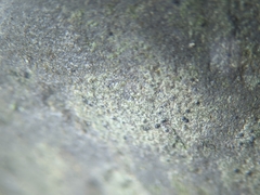 Arthoniomycetes
