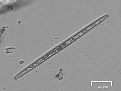 Naviculales