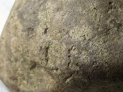 Arthoniomycetes