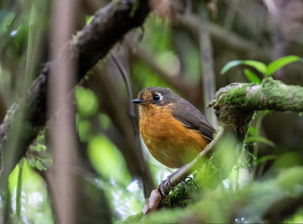 Leymebamba Antpitta photo