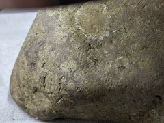 Arthoniomycetes