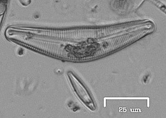 Naviculales