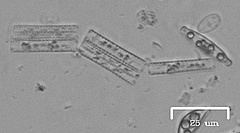 Naviculales