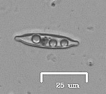 Naviculales