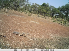 Euxerus erythropus