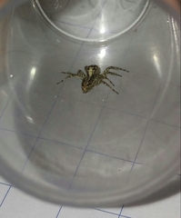 Asaphobelis physonychus