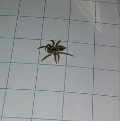 Asaphobelis physonychus