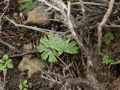 Pelargonium articulatum