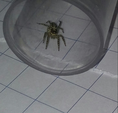 Asaphobelis physonychus