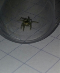 Asaphobelis physonychus