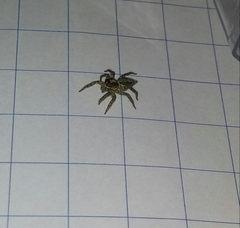 Asaphobelis physonychus