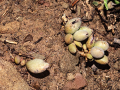 Adromischus marianiae