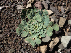 Oxalis melanosticta