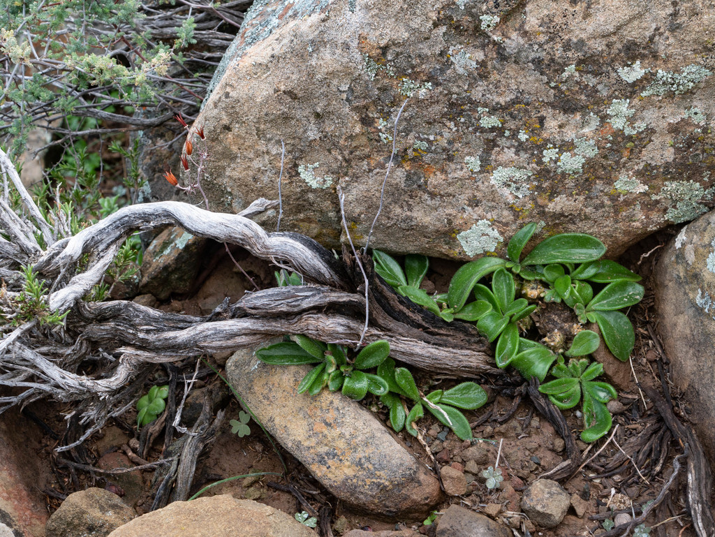 Tylecodon faucium, Namakwa, ZA-NC, ZA