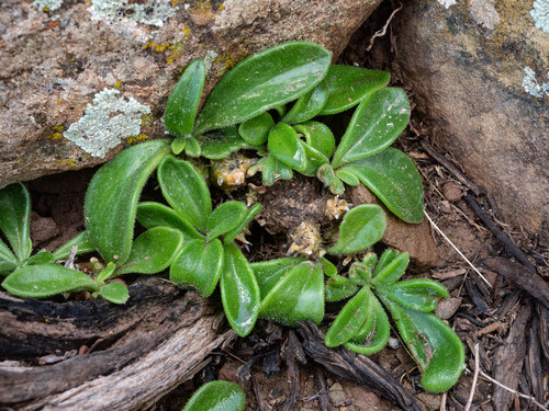 Tylecodon faucium