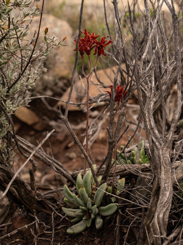 Adromischus phillipsiae