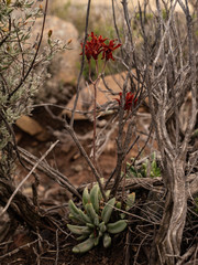 Adromischus phillipsiae