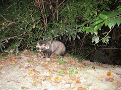 Nyctereutes viverrinus viverrinus