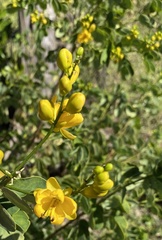 Senna bicapsularis