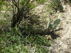Opuntia stenopetala