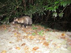 Nyctereutes viverrinus viverrinus