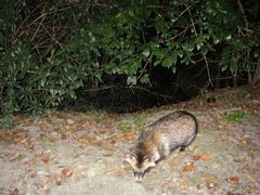 Nyctereutes viverrinus viverrinus