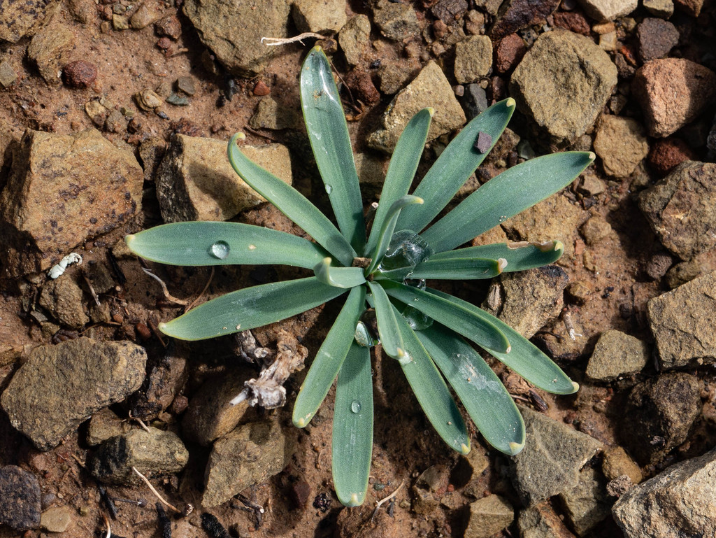 Gethyllis roggeveldensis, Namakwa, South Africa