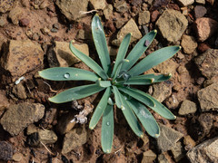 Gethyllis roggeveldensis