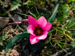 Hesperantha humilis