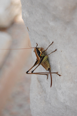 Eupholidoptera smyrnensis