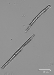 Microstoma protractum