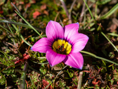 Romulea komsbergensis