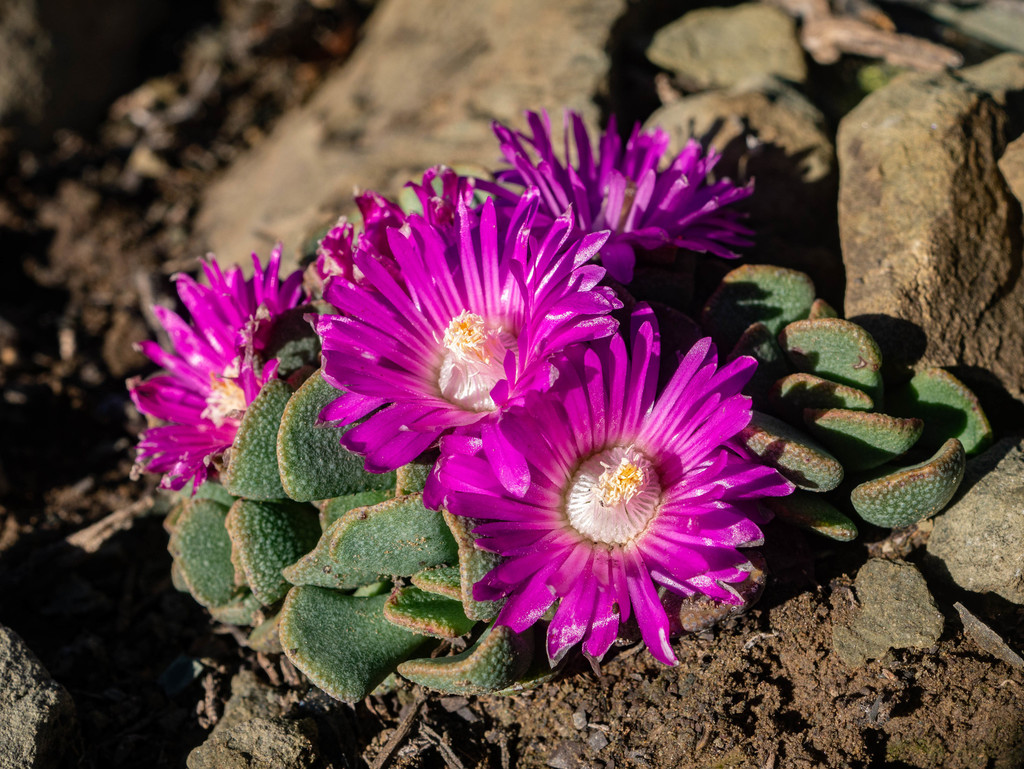 Aloinopsis spathulata, Namakwa, South Africa