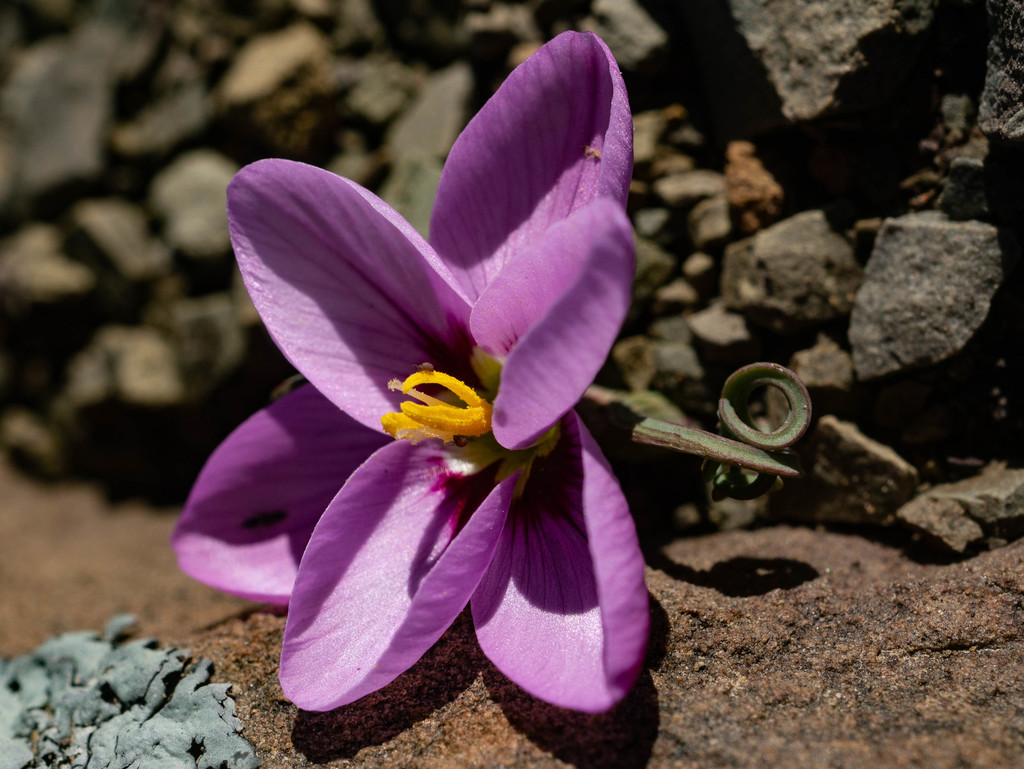 Geissorhiza spiralis, Namakwa, South Africa