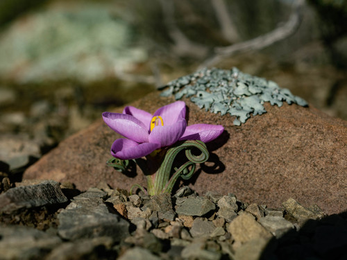 Geissorhiza spiralis