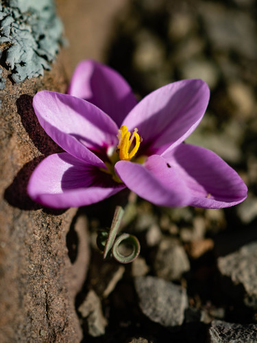 Geissorhiza spiralis