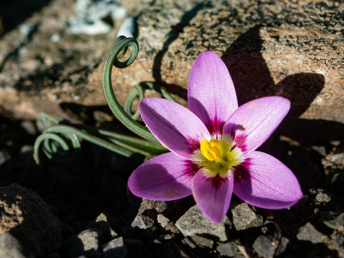Geissorhiza spiralis