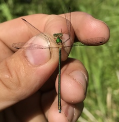 Lestes japonicus
