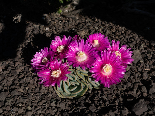 Aloinopsis spathulata