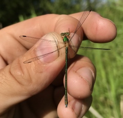 Lestes japonicus