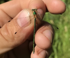 Lestes japonicus