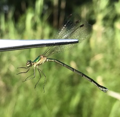 Lestes japonicus