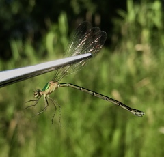 Lestes japonicus