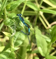 Coenagrion lanceolatum