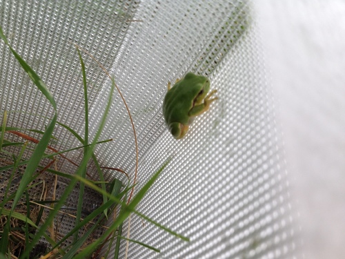 Hyla arborea