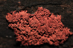 Arcyria stipata