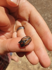 Trichostetha capensis hottentotta