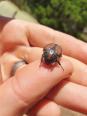 Trichostetha capensis hottentotta