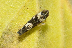 Sibovia recta
