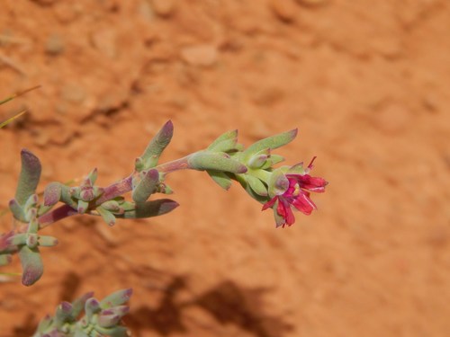 Image of Delosperma testaceum by no rights reserved
